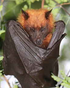 Flying Fox