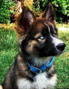 Husky/German Shepherd